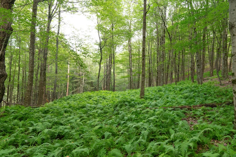 Guest Column: “Forget Not the Natural World” — How CODAsummit Helped Shape The Re:Source Project