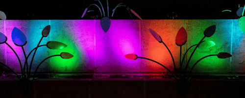 Where Light Takes Root